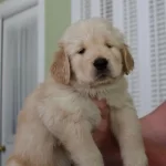 İrk Garantili Golden Retriever Yavrulari