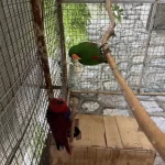 Belgeli Konuşan Yavru Veren Eclectus Papağanı Çift