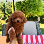 Ankaranın En Güzel Kore Toy Poodle Yavruları