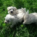 Orjinal Maltese Terrier Bebekler