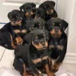 Profesyonel Üretim Çifliğinden Rottweiler Kapıda Ödeme