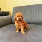 Toy Poodle Red Brown Yavrular