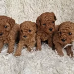 Toy Poodle Yavrularımız