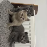 British Shorthair Blue
