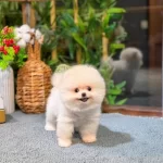 Sağlıklı Pomeranian Katya
