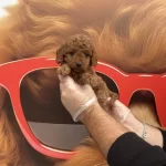 Toy Poodle Babyface Yavrularımız