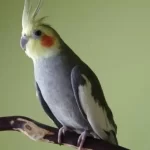 Erkek Konuşan Sultan Papağanı