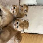 Golden British Shorthair Yavrular
