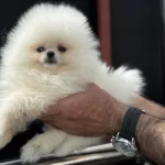Ankaranın En Seçkin Pomeranian Yavruları