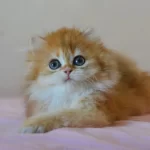 Erkek Golden British Longhair