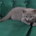 Sahibinden British Shorthair Kedilerimiz