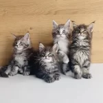 Değerini Bilene Xxl Maine Coon Bebeklerim