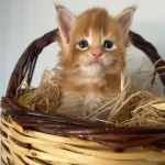 Sağlik Ve İrk Garantili Minik Maine Coon Devler