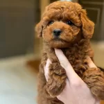 Eğitilebilir Toy Poodle Yavruları İle Evinize Neşe Katın