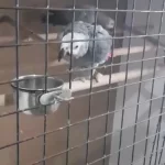 Çift Anaç Damızlık Jako