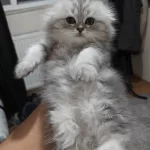 Ayıcık Yüzlü Scottish Fold Yavrular