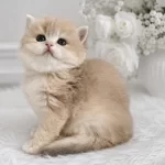 British Longhair Dişi Golden Yavru
