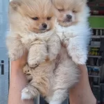 Pomeranian Boo Yavrular
