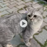 Kedimize Yuva Arıyorum