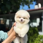 Yavru Pomeranian Boo Yavrularımız