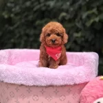 Orjinal Toy Poodle Yavruları