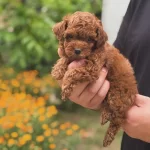 Minicik Maltipoo Yavrularımız