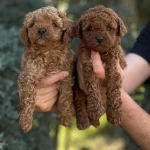 Sağlıklı Toy Poodle Yavrular