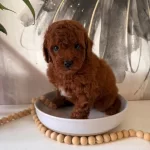 Toypoodle Yavrularımız