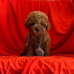 Safkan Toy Poodle Bebekleri