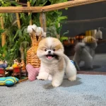 Harika Pomeranian Cookie