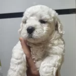 0 Numara Maltese Terrier Bebekler