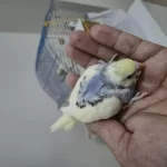 Renk Güzeli Dişi Yavru Uysal Muhabbet Kuşu