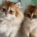 Çok Özel Golden British Longhair Yavrularımız