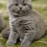 Scottish Fold Yavrularımız Evinizin Neşesi Olacaktır
