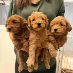 Anatomi Harikası Maltipoo Yavrular