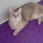 British Shorthair Evcilmen Kedimiz