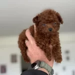 Kalite Güven Ve Mutluğun Adresi Petmode Den