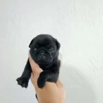 Safkan Pug Mops Yavrular İrk Sağlık Garantili