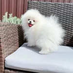 Teddy Bear Pomeranian Yavrulari
