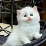 Şampiyon Soyundan Gelen Safkan Ragdoll Yavruları