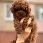 Sağlıklı Toy Poodle Puppy