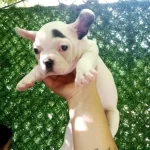 French Bulldog 45 Günlük Dişi Ankara