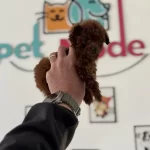 4 Aylık Micro Tea Cup Kore Poodle 500 Gr