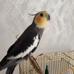 Konuşan Ele Kola Gelen Sultan Papağanı