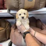 Maltipoo Babyface Yavrularımız