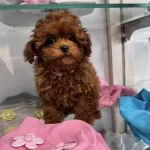 Toypoodle Yavrularımız