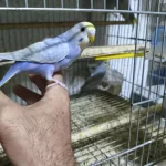 Ele Alıştırmalık Muhabbet Kuşlar