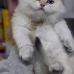 British Longhair Golden Point Ny1233 Erkek