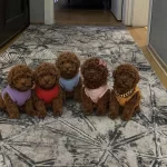 Sağlık İrk Garantili Toy Poodle Köpekler