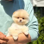 Sağlıklı Pomeranian Yavru
